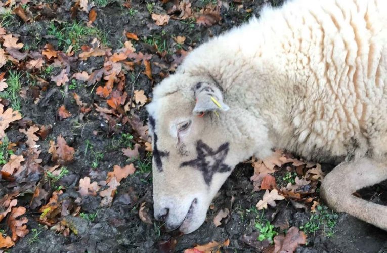 Assassinatos “Ocultistas”: Homem preso por mortes de ovelhas “Satânicas” em New Forest